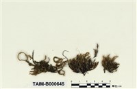 藏品(擬金毛苔)的圖片